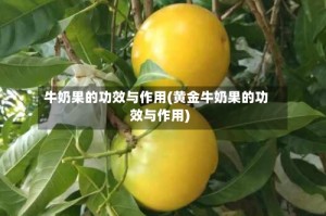 牛奶果的功效与作用(黄金牛奶果的功效与作用)