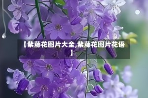 【紫藤花图片大全,紫藤花图片花语】