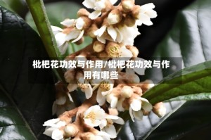 枇杷花功效与作用/枇杷花功效与作用有哪些