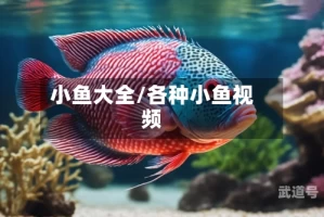 小鱼大全/各种小鱼视频