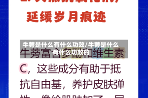 牛蒡是什么有什么功效/牛蒡是什么有什么功效的