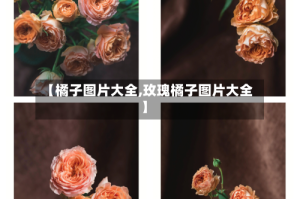 【橘子图片大全,玫瑰橘子图片大全】