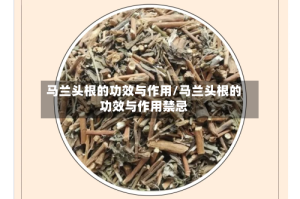 马兰头根的功效与作用/马兰头根的功效与作用禁忌