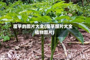 魔芋的图片大全(魔芋图片大全 植物图片)