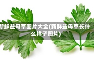 新鲜益母草图片大全(新鲜益母草长什么样子图片)