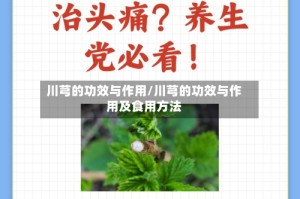川芎的功效与作用/川芎的功效与作用及食用方法