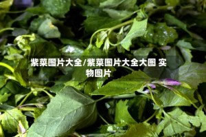 紫菜图片大全/紫菜图片大全大图 实物图片