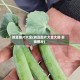 豌豆图片大全(豌豆图片大全大图 实物图片)