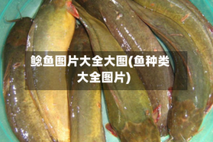 鲶鱼图片大全大图(鱼种类大全图片)