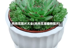 肉肉花图片大全(肉肉花草植物图片)