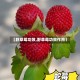【野草莓功效,野草莓功效作用】