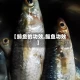 【鲱鱼的功效,鲻鱼功效】