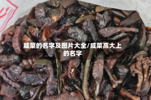 咸菜的名字及图片大全/咸菜高大上的名字