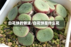 白花饼的做法/白花饼是什么花