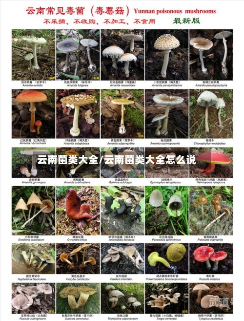 云南菌类大全/云南菌类大全怎么说-第1张图片