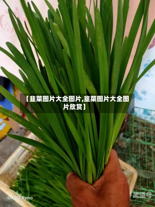 【韭菜图片大全图片,韭菜图片大全图片欣赏】-第2张图片